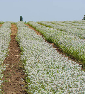 origano massaro cenere azienda agricola mussomeli